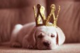 /album/galerie-photos/chiot-jour-de-lan-jpg/